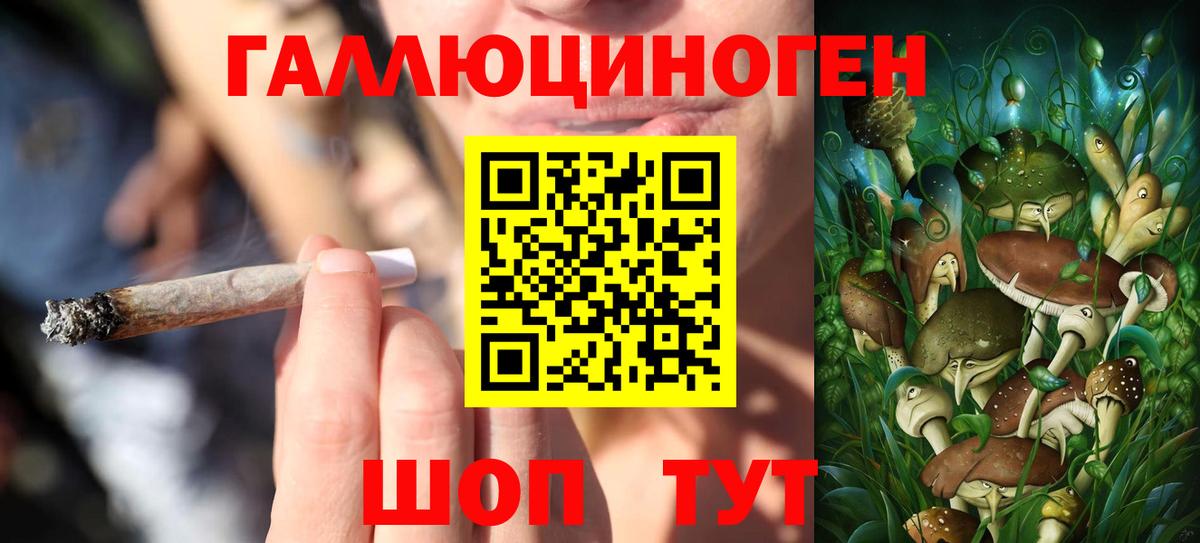 Псилоцибиновые грибы Psilocybe Казань